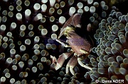 Neopetrolisthes maculatus-Wakatobi Pasar wajo Beach-21m-20180602-Denis-ADER-DSC_3187_tn